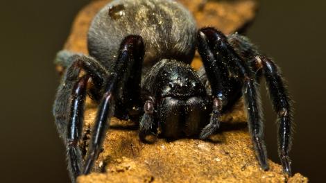 Black house spider - Badumna insignis
